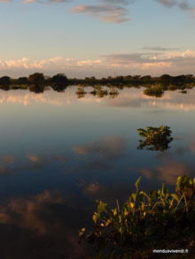 Pantanal - Brésil
